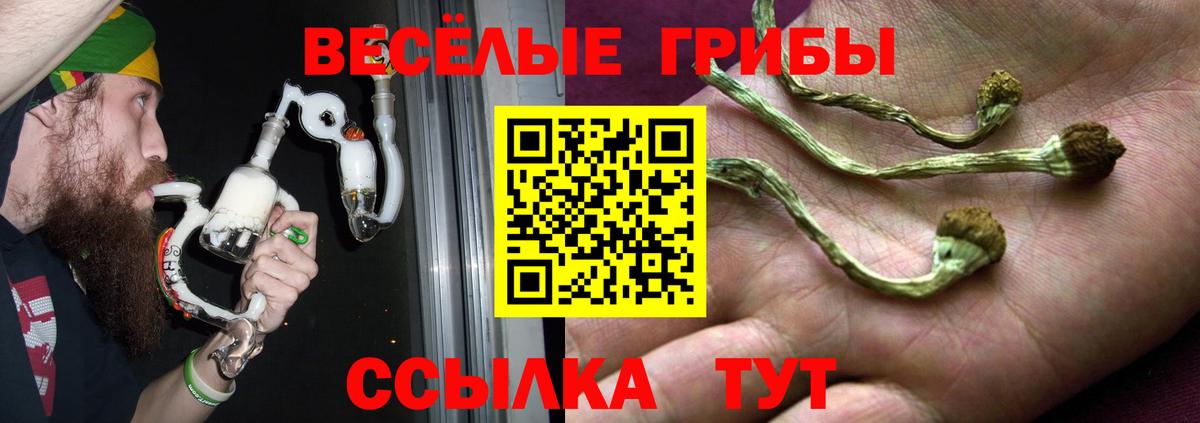 Псилоцибиновые грибы Psilocybine cubensis  Гуково 